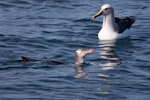 Yellow-eyed penguin | Hoiho. Adult swimming with Buller's mollymawk. At sea off Otago Peninsula, April 2012. Image © Craig Mckenzie by Craig Mckenzie.