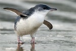 Little penguin | Kororā. Adult walking. Warrington Beach, Otago, December 2006. Image © Craig McKenzie by Craig McKenzie.