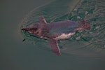 Little penguin | Kororā. Adult swimming. Wellington Harbour, August 2013. Image © Paul Le Roy by Paul Le Roy.