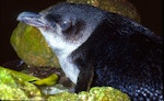 Little penguin | Kororā. Close view of head of adult. Poor Knights Islands, November 1977. Image © Albert Aanensen by Albert Aanensen.