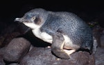 Little penguin | Kororā. Adult in profile. Little Barrier Island, January 1987. Image © Terry Greene by Terry Greene.