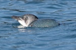 Little penguin | Kororā. Adult on sea surface. Marlborough Sounds, July 2017. Image © Rob Lynch by Rob Lynch.