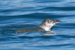 Little penguin | Kororā. Adult on sea surface. Marlborough Sounds, July 2017. Image © Rob Lynch by Rob Lynch.