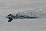 Little penguin | Kororā. Adult swimming. Wellington Harbour, August 2013. Image © Paul Le Roy by Paul Le Roy.