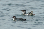 Little penguin | Kororā. Adults displaying at sea. Bay of Islands, December 2015. Image © Les Feasey by Les Feasey.