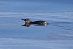 Little penguin | Kororā. Adult swimming. Hauraki Gulf, January 2014. Image © Alexander Viduetsky by Alexander Viduetsky.