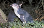 Little penguin | Kororā. Adult. Rangatira Island, January 1991. Image © Graeme Taylor by Graeme Taylor.