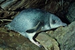 Little penguin | Kororā. White-flippered adult on land. Banks Peninsula, August 1981. Image © Department of Conservation ( image ref: 10031280 ) by Rod Morris Department of Conservation.