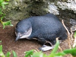 Little penguin | Kororā. Adult in daylight. Star Keys, Chatham Islands. Image © Adam Bester by Adam Bester.