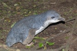 Little penguin | Kororā. Adult at breeding colony. Rangatira Island, Chatham Islands, October 2020. Image © James Russell by James Russell.