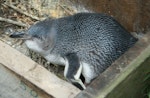 Little penguin | Kororā. Adult white-flippered showing wing markings. Akaroa Peninsula, November 2009. Image © Duncan Watson by Duncan Watson.