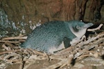 Little penguin | Kororā. Adult on nest. Mokopuna Island, Wellington Harbour, October 1973. Image © Department of Conservation ( image ref: 10031827 ) by John Kendrick Department of Conservation.