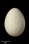 Little penguin | Kororā. Egg 61.0 x 44.1 mm (NMNZ OR.015313, collected by Frederich-Carl Kinsky). Matiu/Somes Island, Wellington, October 1954. Image © Te Papa by Jean-Claude Stahl.