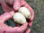 Little penguin | Kororā. Eggs of white-flippered penguin. Christchurch, December 2009. Image © James Mortimer by James Mortimer.