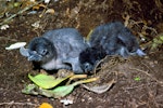 Little penguin | Kororā. Chicks. Poor Knights Islands, November 1981. Image © Albert Aanensen by Albert Aanensen.