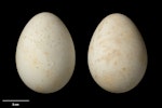 Little penguin | Kororā. Clutch (NMNZ OR.015313, collected by Frederich-Carl Kinsky). Matiu/Somes Island, Wellington, October 1954. Image © Te Papa by Jean-Claude Stahl.