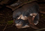 Little penguin | Kororā. Two adult birds mating. Rangatira Island, September 2016. Image © Oscar Thomas by Oscar Thomas.