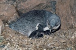 Little penguin | Kororā. White-flippered adult and chick on nest. Long Bay, Banks Peninsula, January 1989. Image © Department of Conservation ( image ref: 10048597 ) by Peter Reese Department of Conservation.