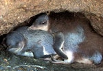 Little penguin | Kororā. Two fledglings in burrow. Tiritiri Matangi Island, December 2014. Image © Oscar Thomas by Oscar Thomas.