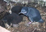 Little penguin | Kororā. Adult with chicks. Mana Island, November 2012. Image © Colin Miskelly by Colin Miskelly.