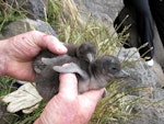 Little penguin | Kororā. White-flippered penguin chicks. Christchurch, December 2009. Image © James Mortimer by James Mortimer.