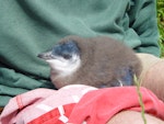 Little penguin | Kororā. Chick near fledging. Matiu/Somes Island, November 2009. Image © Graeme Taylor by Graeme Taylor.