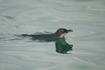 Little penguin | Kororā. Adult swimming. Aramoana Mole, Dunedin, February 2011. Image © Craig McKenzie by Craig McKenzie.