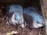 Little penguin | Kororā. Chicks close to fledging. Kapiti Island, January 1989. Image © Colin Miskelly by Colin Miskelly.