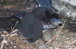 Little penguin | Kororā. Adult with chicks. Mana Island, November 2012. Image © Colin Miskelly by Colin Miskelly.