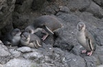 Little penguin | Kororā. Pair of white-flippered adults with 2 chicks. Akaroa Peninsula, November 2009. Image © Duncan Watson by Duncan Watson.