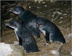 Little penguin | Kororā. Adults returning to colony at night. Whenua Hou / Codfish Island, December 2011. Image © Colin Miskelly by Colin Miskelly.