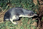 Little penguin | Kororā. Adult with neck outstretched. Rangatira Island, Chatham Islands, January 1991. Image © Alan Tennyson by Alan Tennyson.