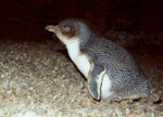 Little penguin | Kororā. Adult white-flippered penguin in breeding cave. Flea Bay, Banks Peninsula, October 1986. Image © Colin Miskelly by Colin Miskelly.