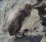 Little penguin | Kororā. Adult preparing to moult. Katiki Point, March 2015. Image © Jason Wilder by Jason Wilder.