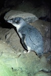 Little penguin | Kororā. Adult white-flippered penguin. Flea Bay, Banks Peninsula, October 1986. Image © Colin Miskelly by Colin Miskelly.