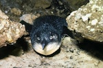 Little penguin | Kororā. Adult coming onshore. Poor Knights Islands, November 1977. Image © Albert Aanensen by Albert Aanensen.