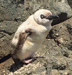 Little penguin | Kororā. Leucistic adult at the start of moult. Mimiwhangata, Northland, January 2020. Image © Glen Molloy by Glen Molloy.