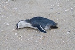 Little penguin | Kororā. Dead bird washed up on beach. Pakiri Beach, November 2011. Image © Raewyn Adams by Raewyn Adams.