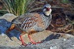 Red-legged partridge. Adult. Bay of Islands, November 2010. Image © Bartek Wypych by Bartek Wypych.