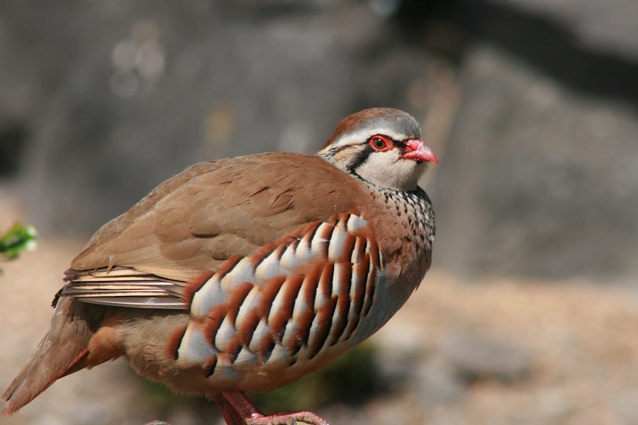 Red-legged partridge. Adult. South Canterbury, October 2009. Image © Steve Attwood by Steve Attwood.