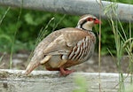 Red-legged partridge. Adult on fence. Pirongia, January 2009. Image © Duncan Watson by Duncan Watson.