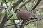 Red-legged partridge. Adult hiding within tree. Bridge Pa, Hastings, October 2013. Image © Adam Clarke by Adam Clarke.