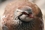 Red-legged partridge. Adult. South Canterbury, October 2009. Image © Steve Attwood by Steve Attwood.