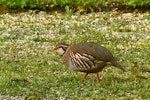 Red-legged partridge. Adult. Bibury, Cotswolds, United Kingdom, May 2011. Image © Roger Smith by Roger Smith.