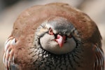 Red-legged partridge. Adult, front on view. South Canterbury, October 2009. Image © Steve Attwood by Steve Attwood.