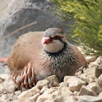 Red-legged partridge | New Zealand Birds Online