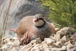 Red-legged partridge. Adult roosting on rough ground. South Canterbury, October 2009. Image © Steve Attwood by Steve Attwood.