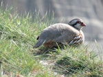 Red-legged partridge. Adult. Cape Kidnappers, October 2007. Image © Steffi Ismar by Steffi Ismar.