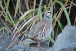 Red-legged partridge. Adult. Rangitikei River near Vinegar Hill, August 2009. Image © Steve Pilkington by Steve Pilkington.