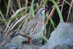 Red-legged partridge. Adult. Rangitikei River near Vinegar Hill, August 2009. Image © Steve Pilkington by Steve Pilkington.